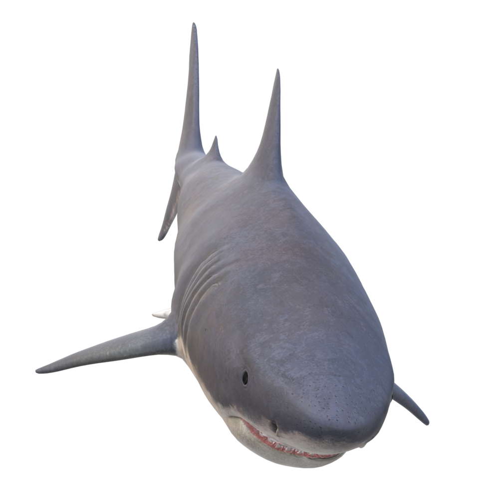 swimming shark illustration png