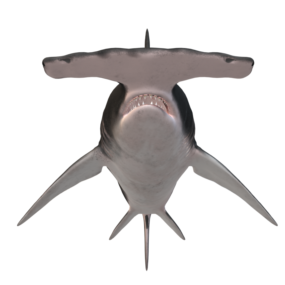 swimming shark illustration png