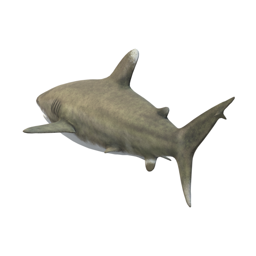 swimming shark illustration png