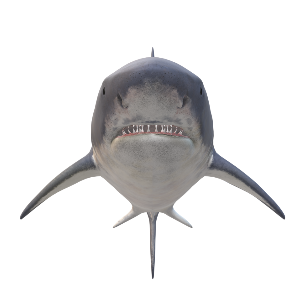 swimming shark illustration png