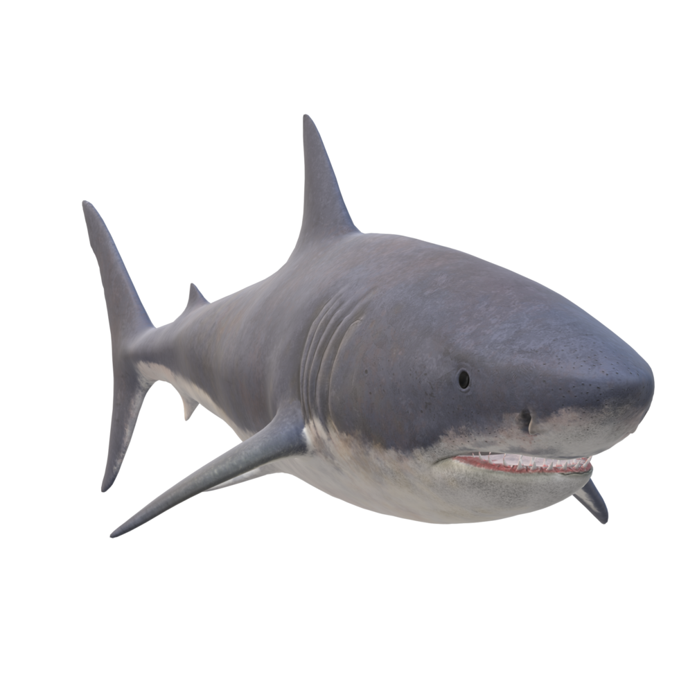 swimming shark illustration png