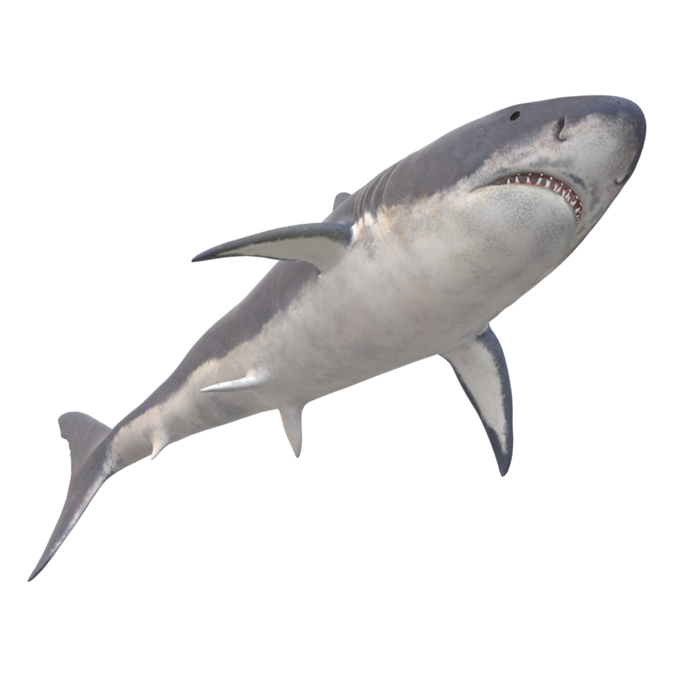 swimming shark illustration png