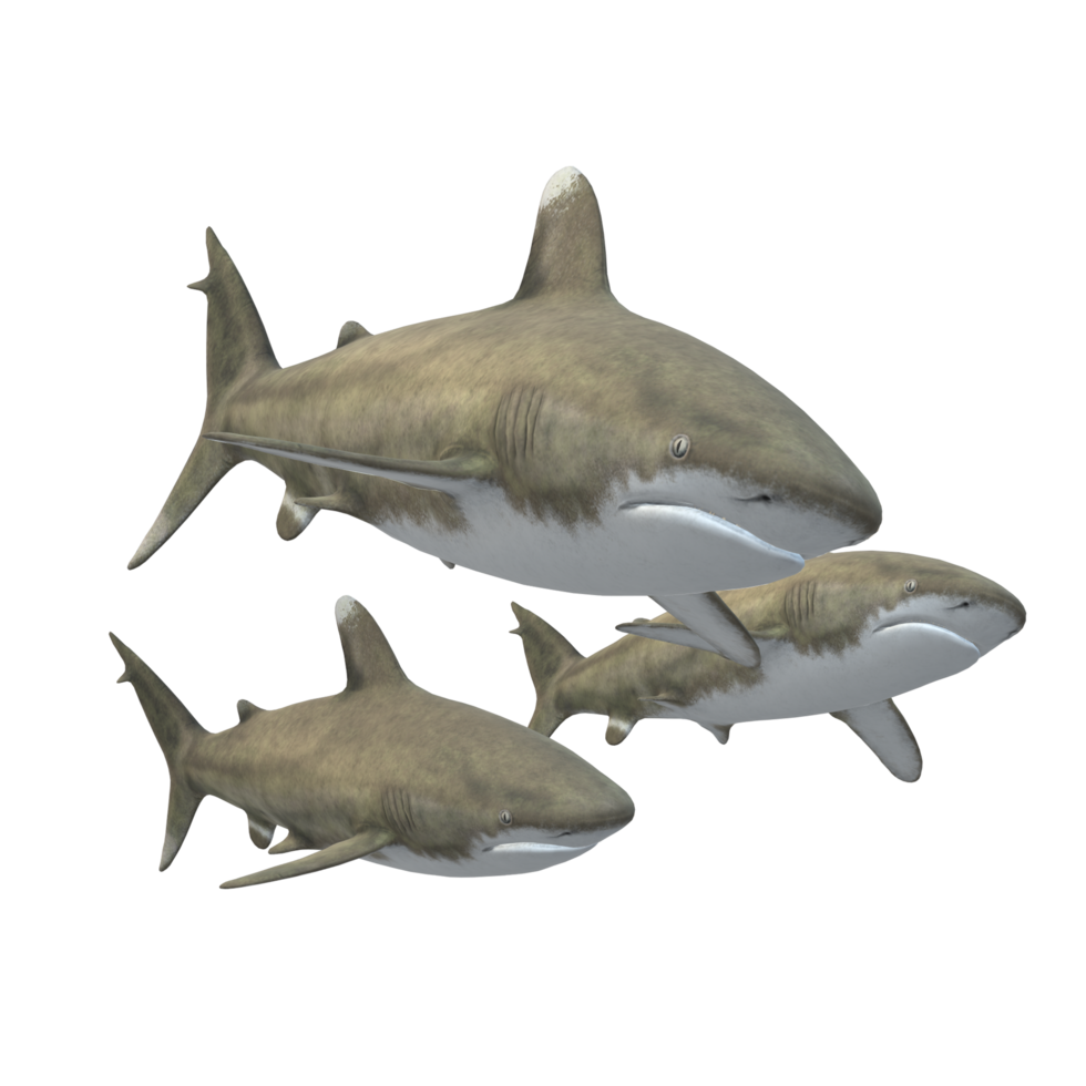 swimming shark illustration png