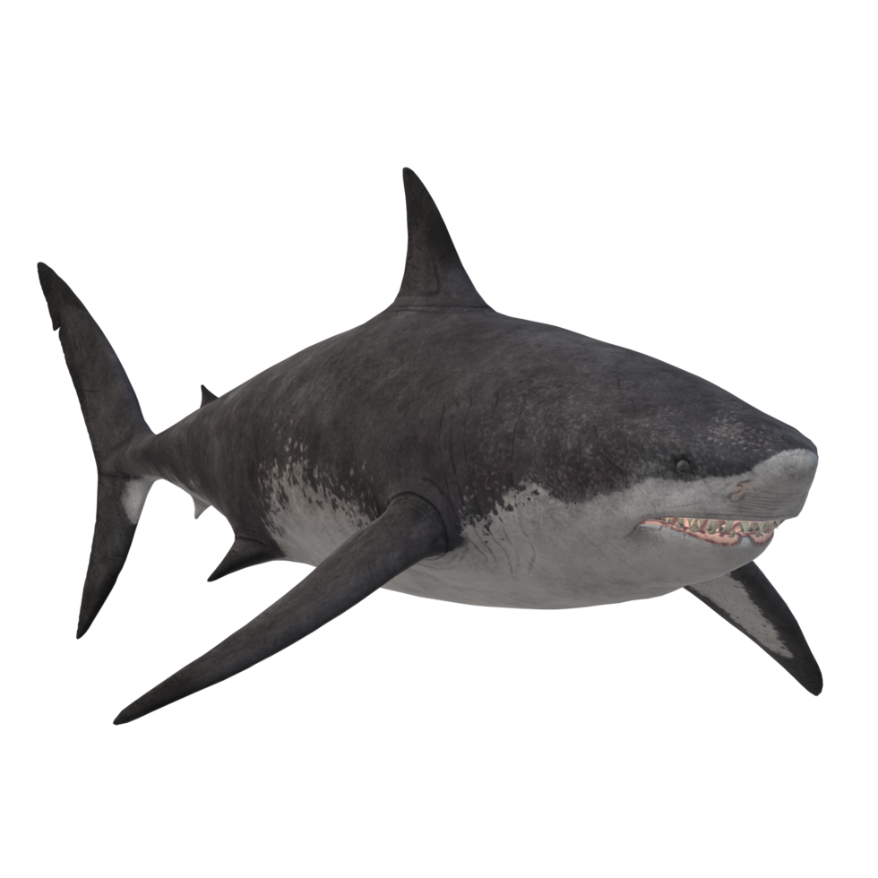 swimming shark illustration png