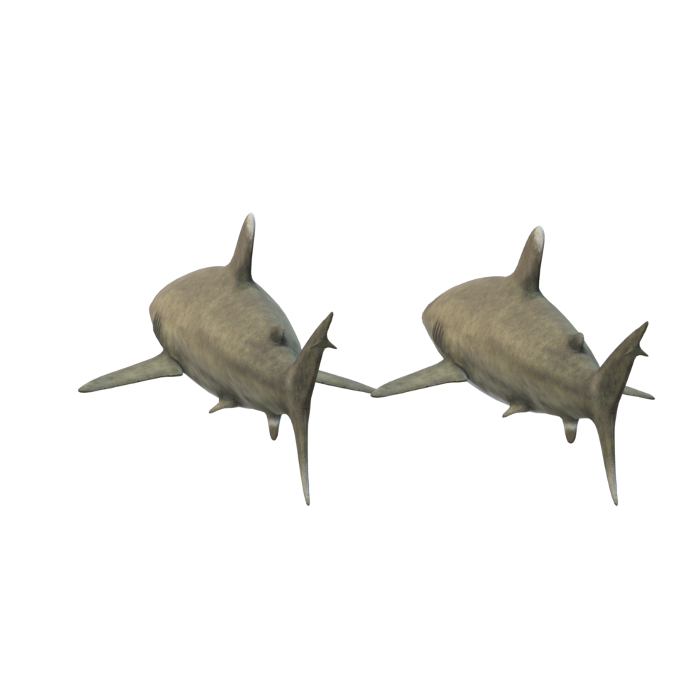 swimming shark illustration png