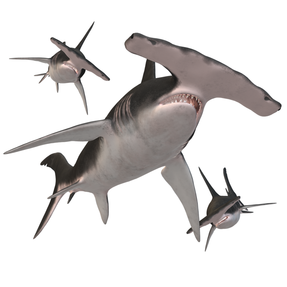 swimming shark illustration png