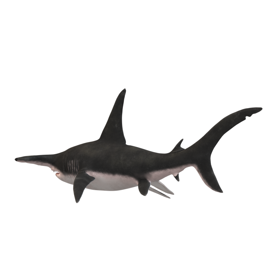 swimming shark illustration png