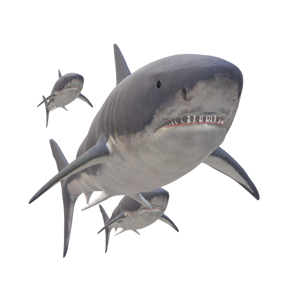 swimming shark illustration png