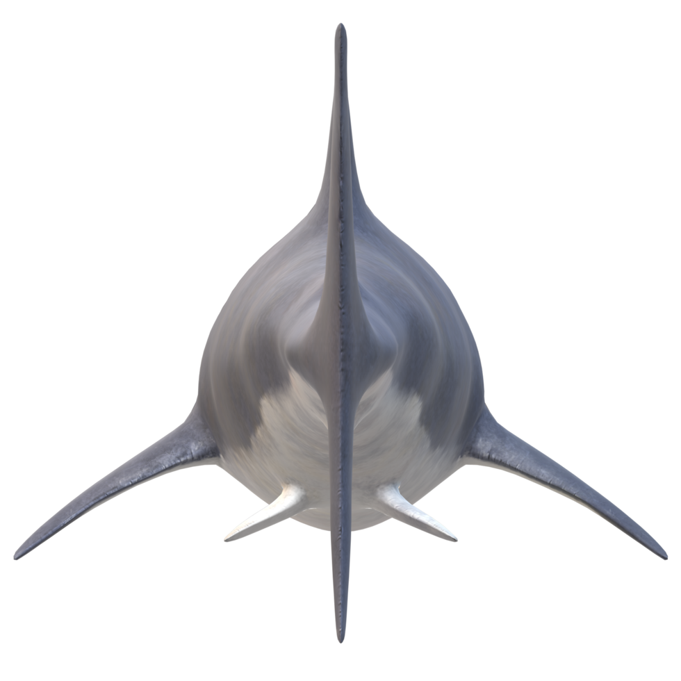 swimming shark illustration png