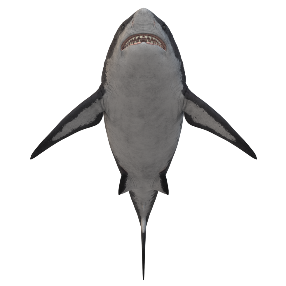 swimming shark illustration png