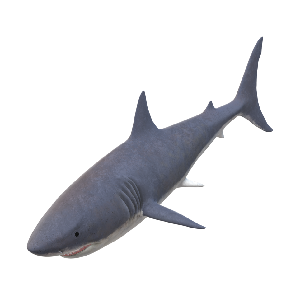 swimming shark illustration png