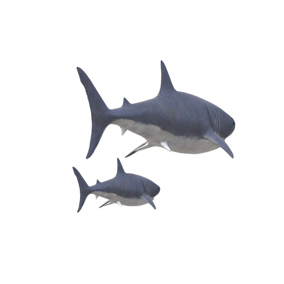 swimming shark illustration png