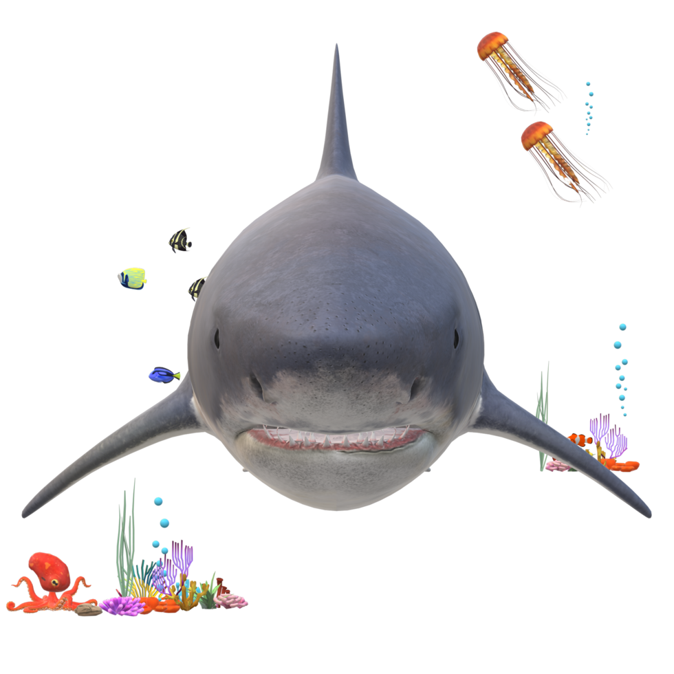 swimming shark illustration png