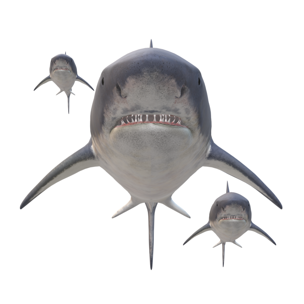 swimming shark illustration png