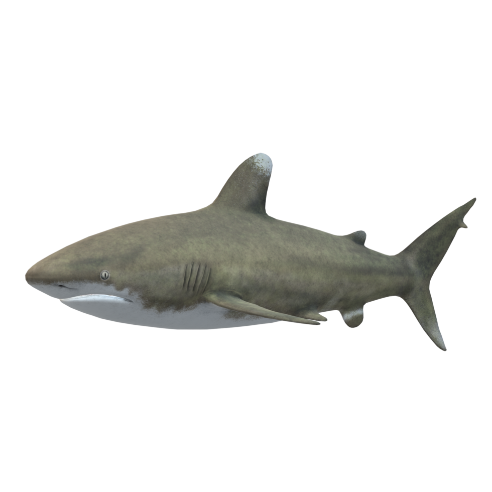 swimming shark illustration png