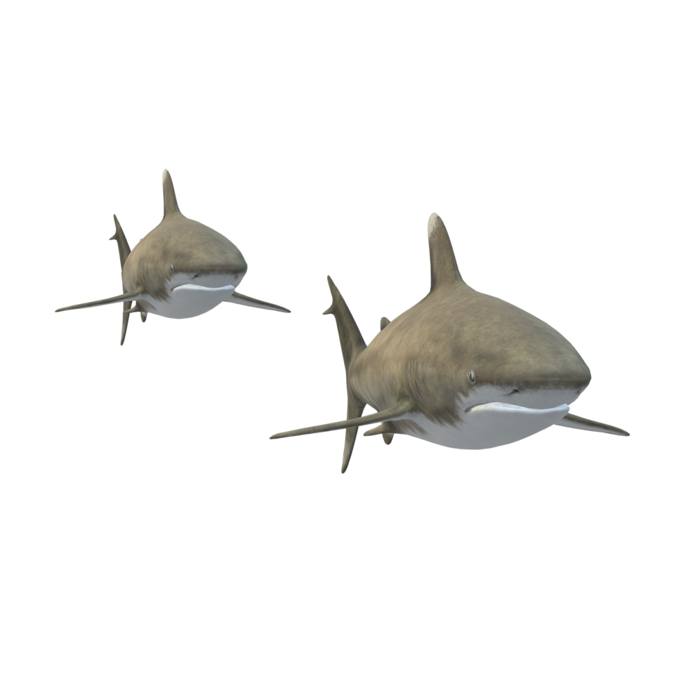 swimming shark illustration png