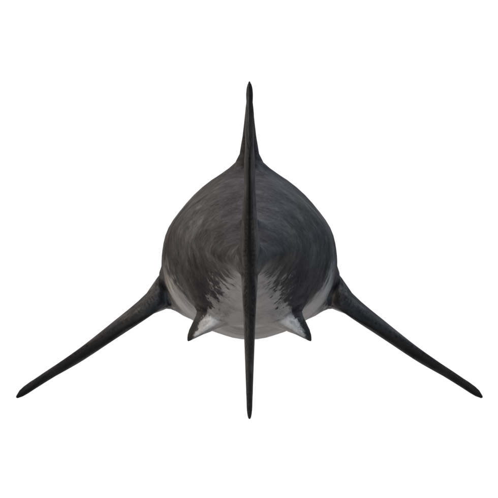 swimming shark illustration png