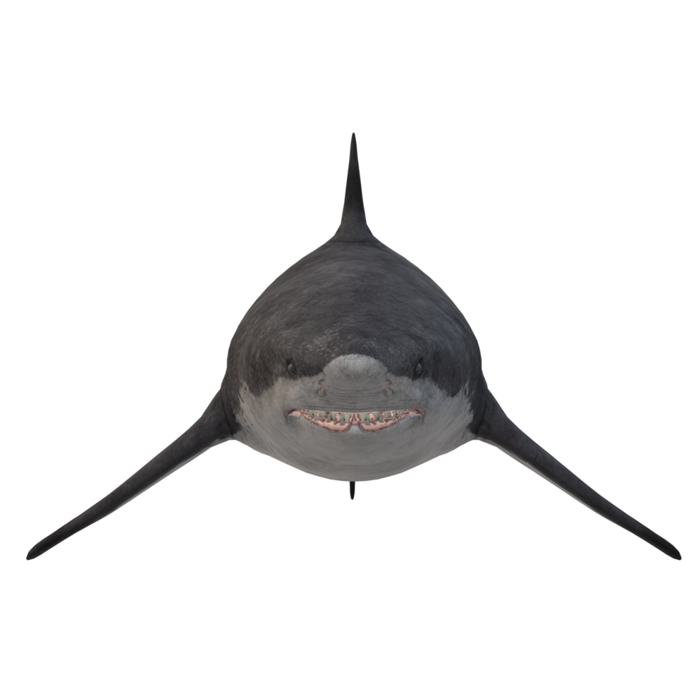 swimming shark illustration png