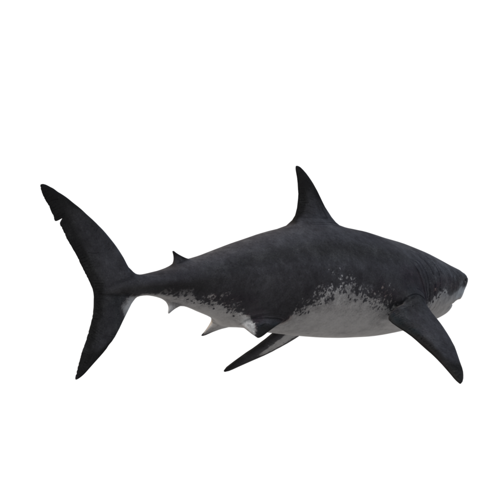 swimming shark illustration png