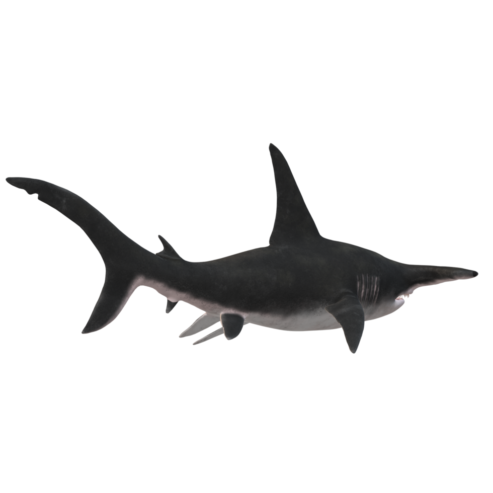 swimming shark illustration png