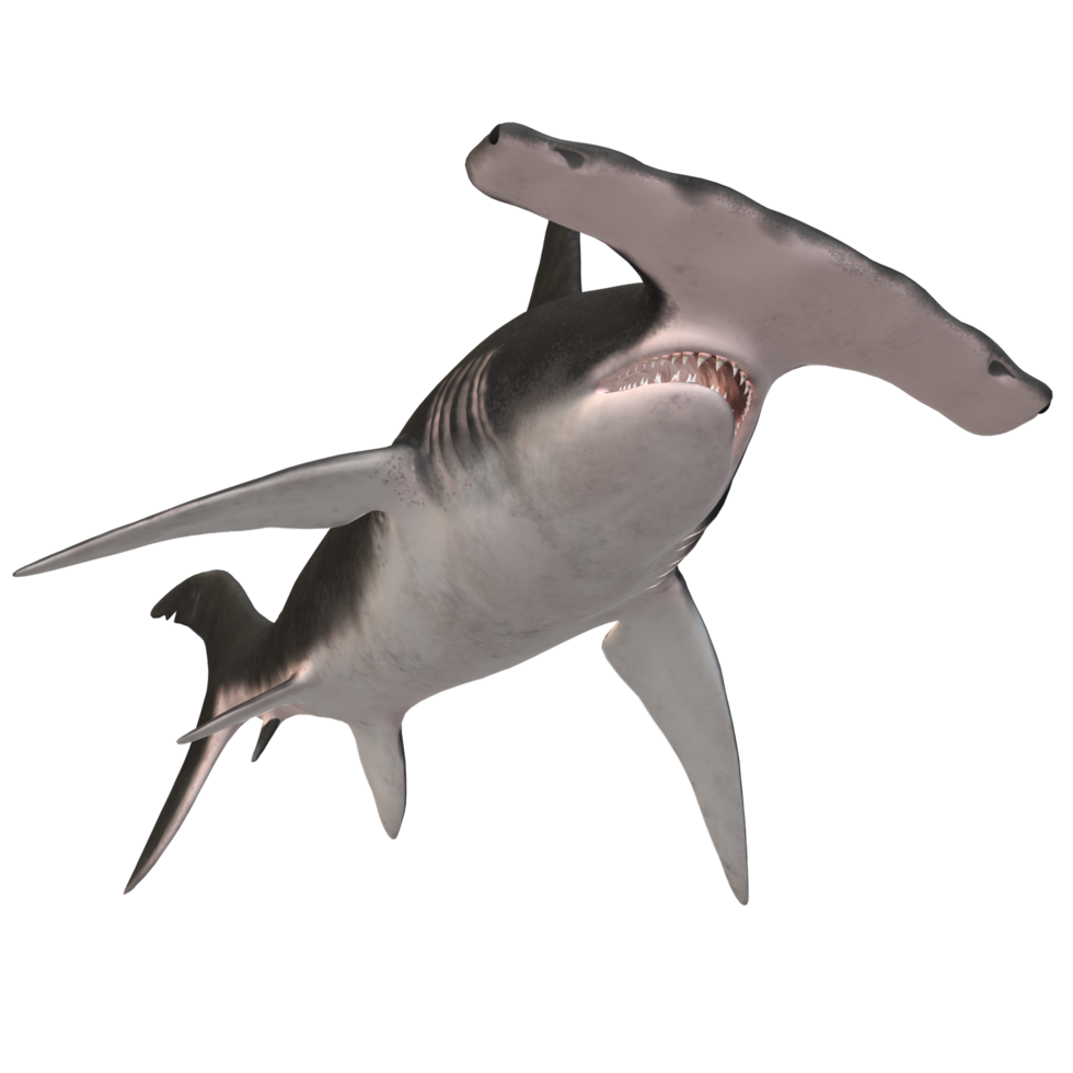 swimming shark illustration png