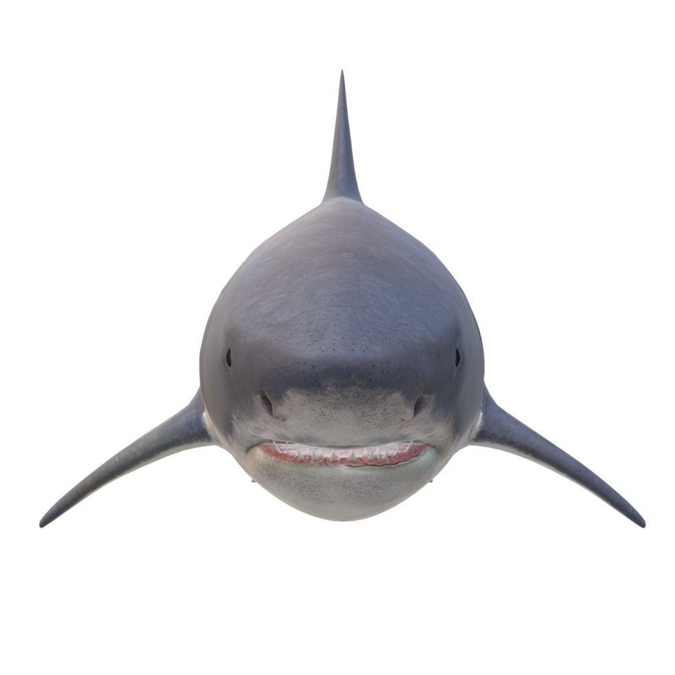 swimming shark illustration png