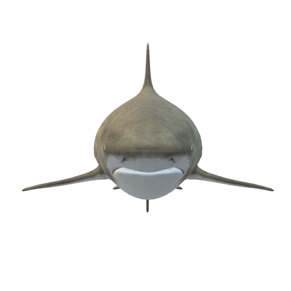swimming shark illustration png