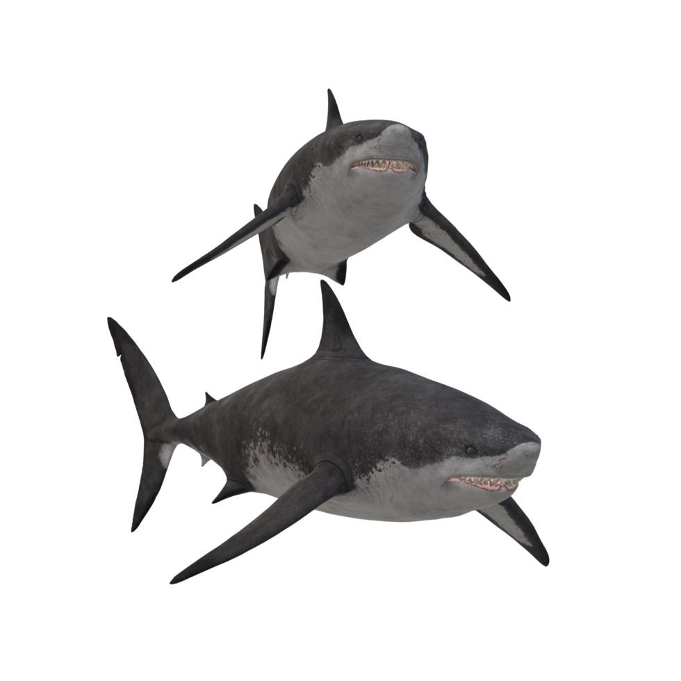 swimming shark illustration png