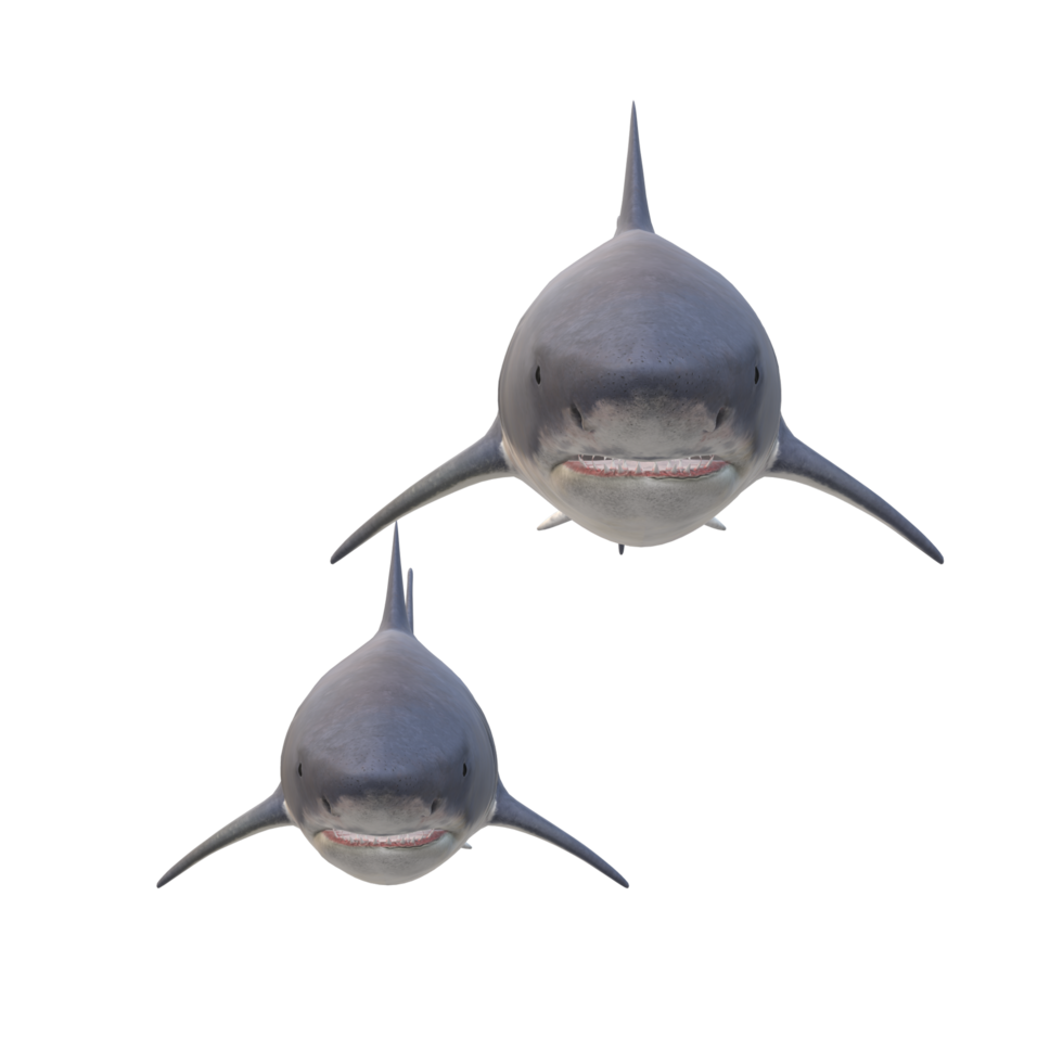 swimming shark illustration png