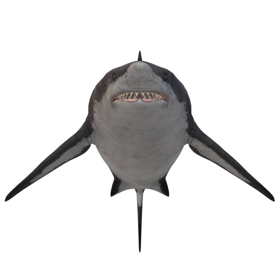 swimming shark illustration png