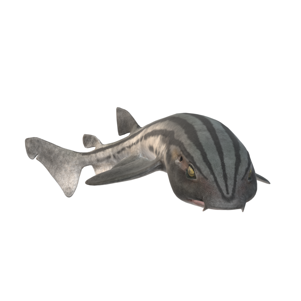 swimming shark illustration png