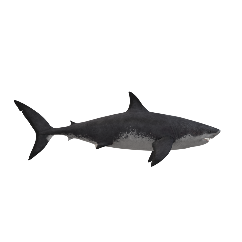 swimming shark illustration png