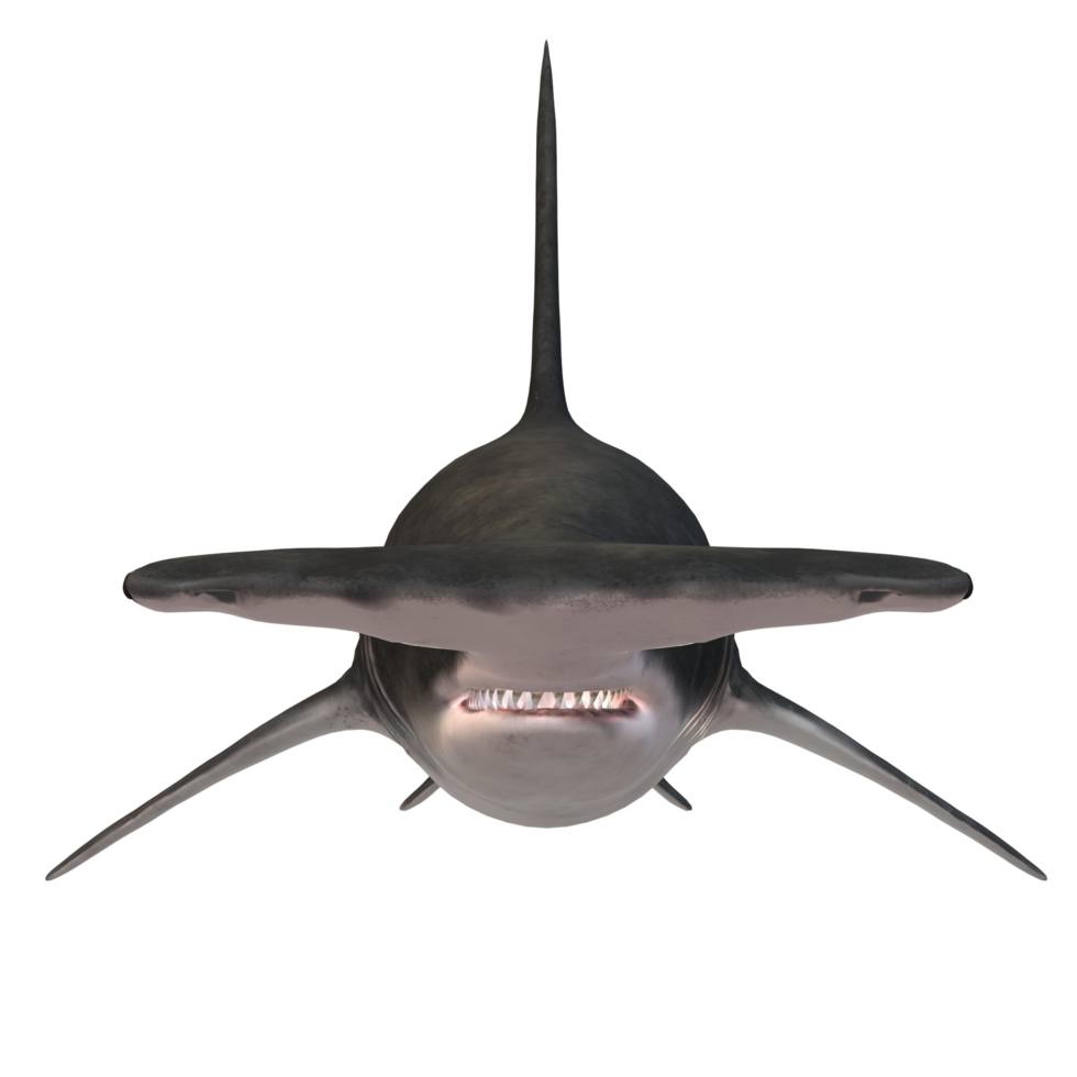 swimming shark illustration png