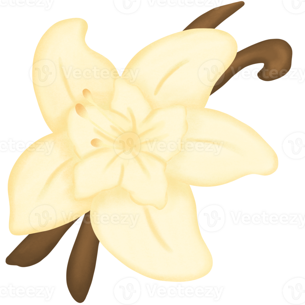 Vanilla flower with vanilla pods png