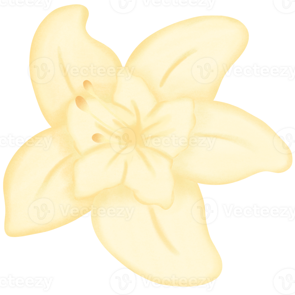 Vanilla flower with vanilla pods png