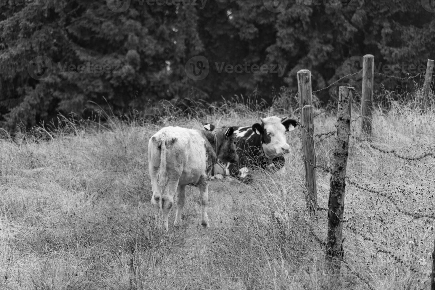 in the austrian alps photo