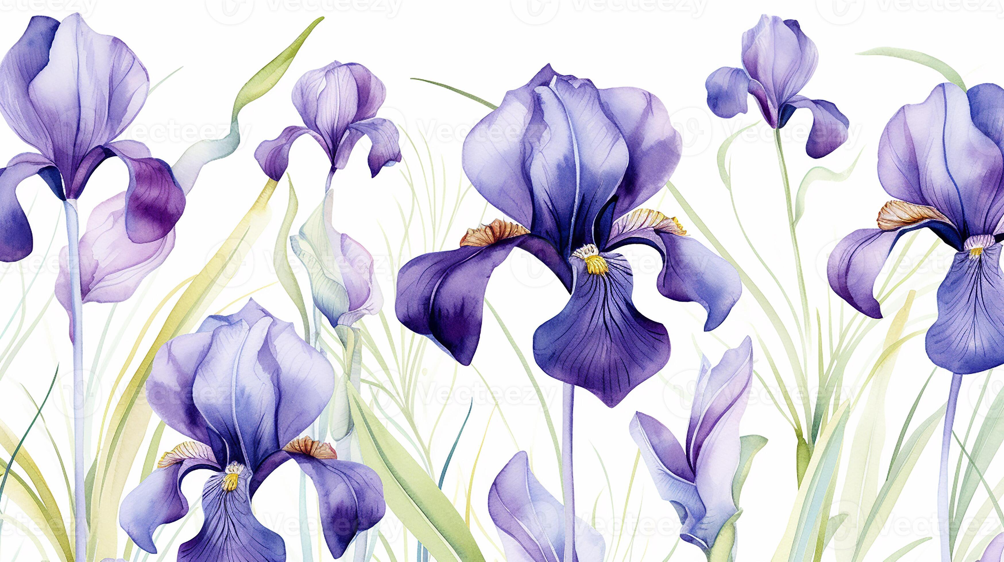 Seamless pattern of Iris flower in watercolor style isolated on white