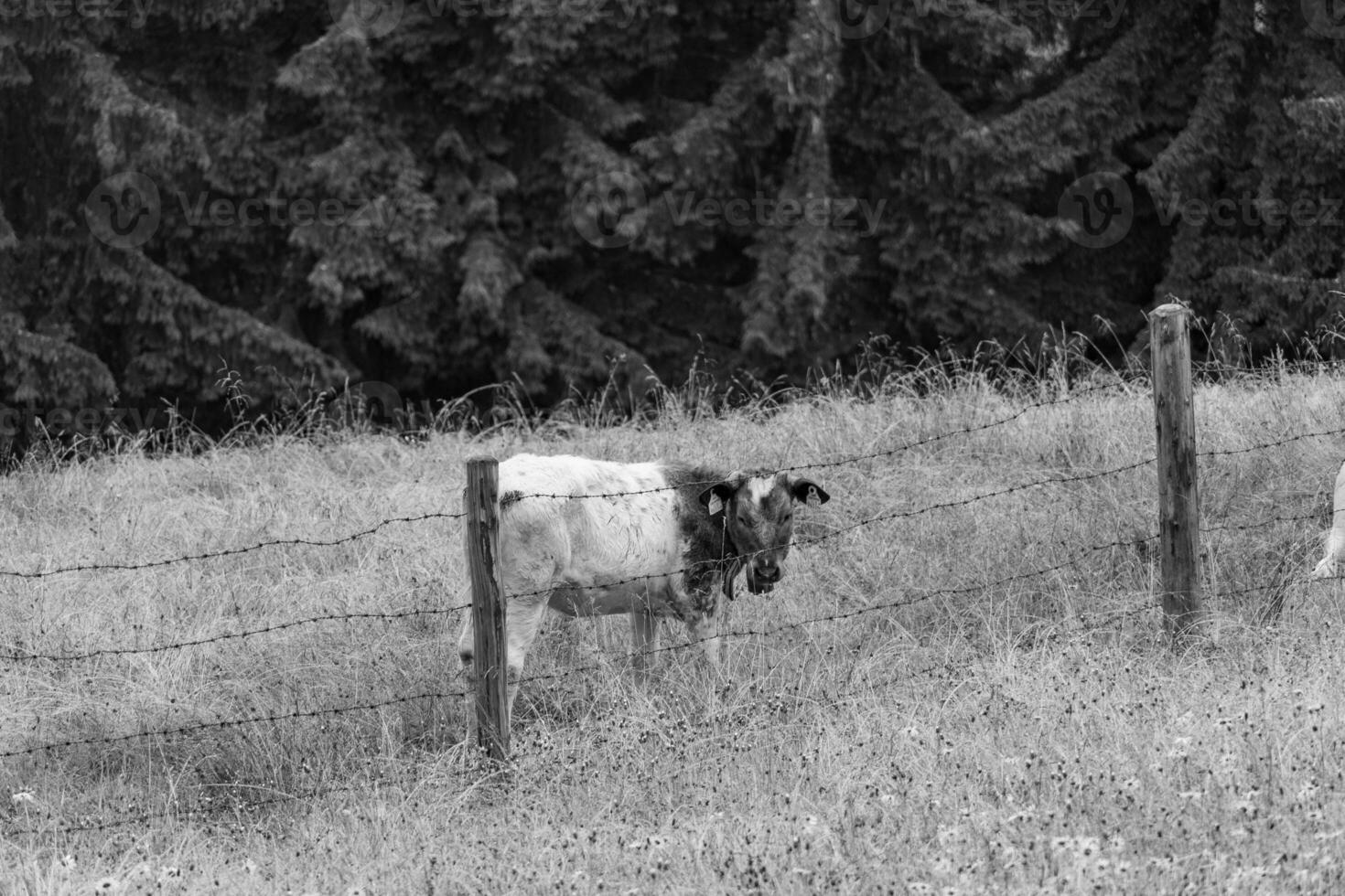 in the austrian alps photo