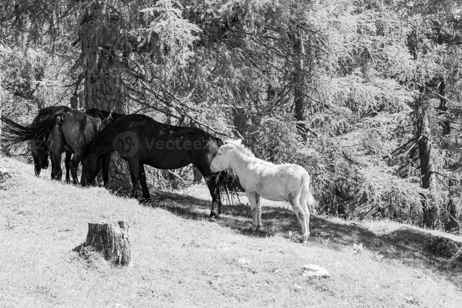 Summer time in Austria photo