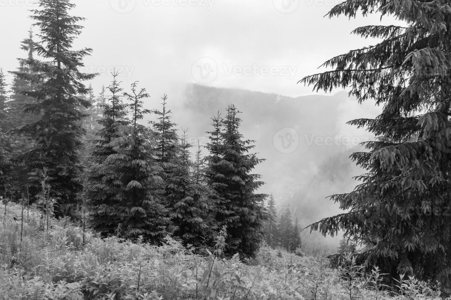 in the austrian alps photo