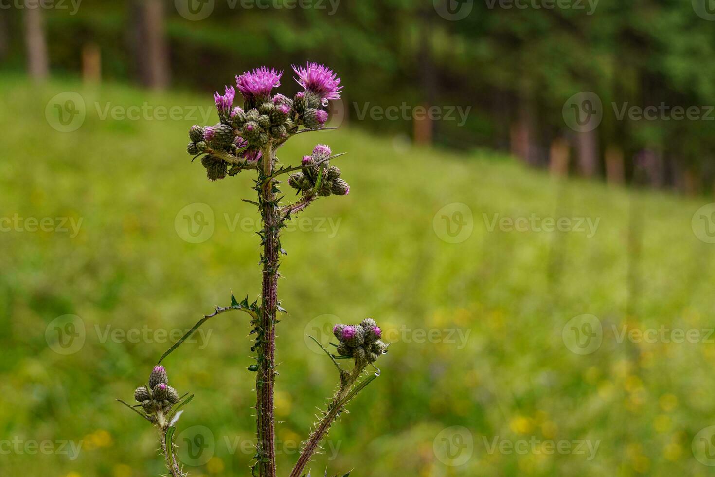 the austrian alps photo