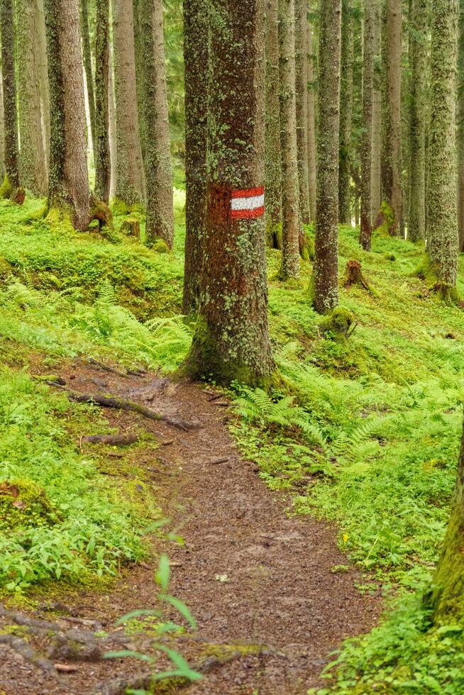 hiking in the austrian alps photo