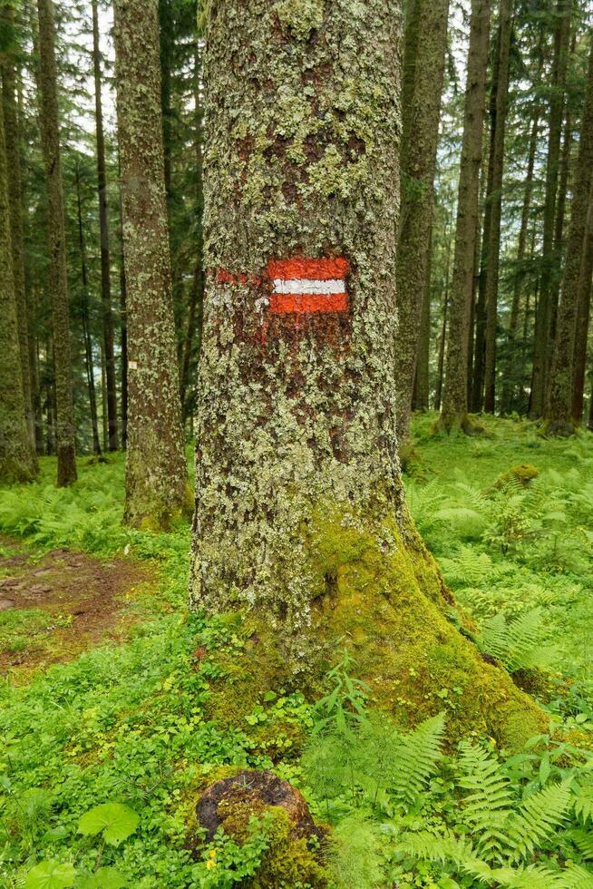 hiking in the austrian alps photo