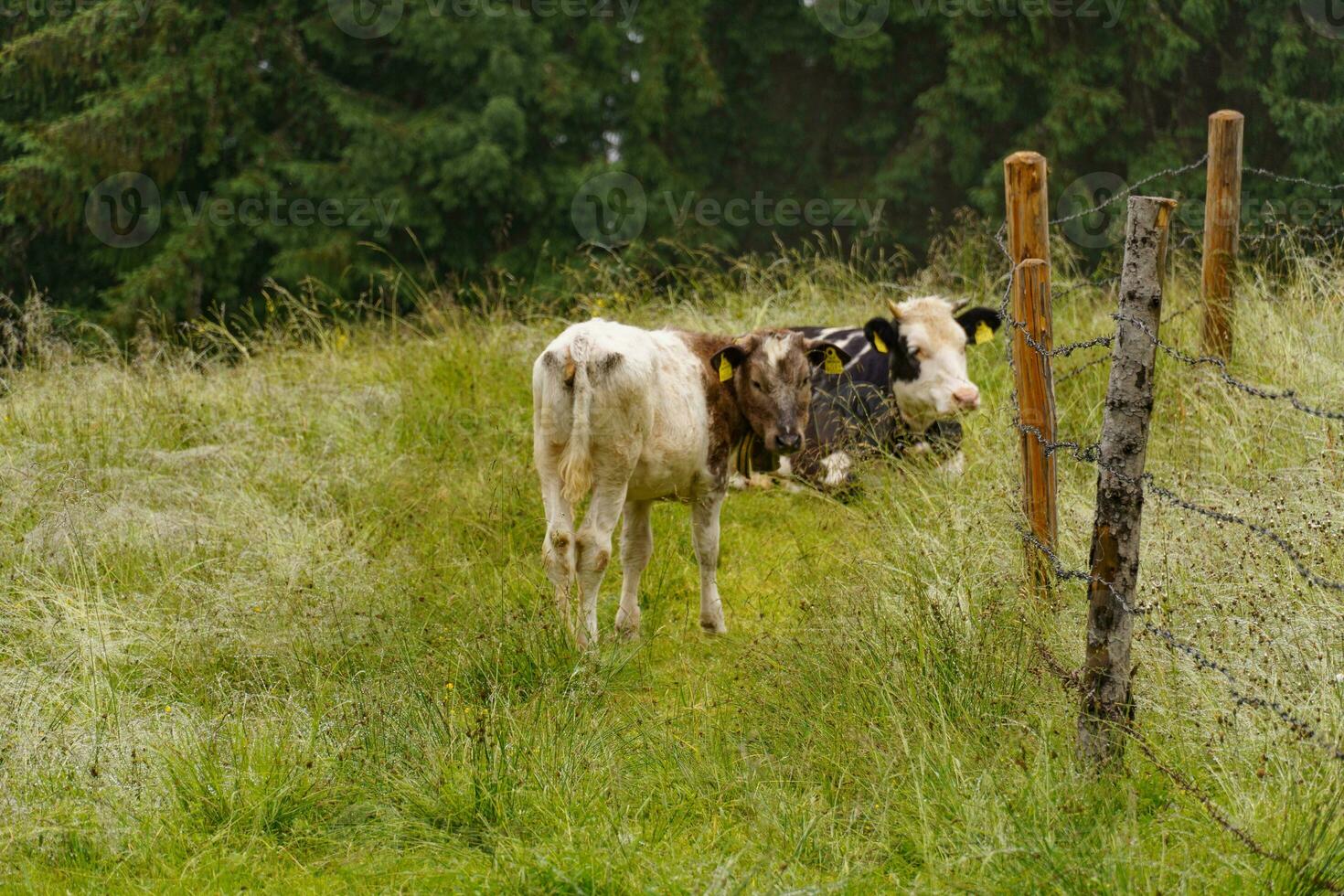 hiking in the austrian alps photo