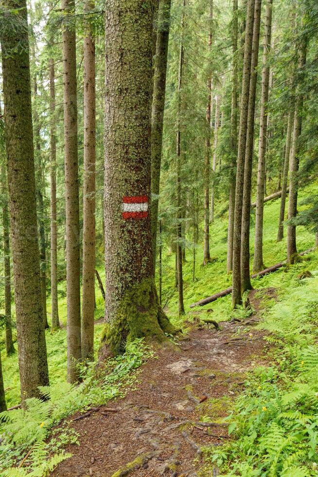 hiking in the austrian alps photo