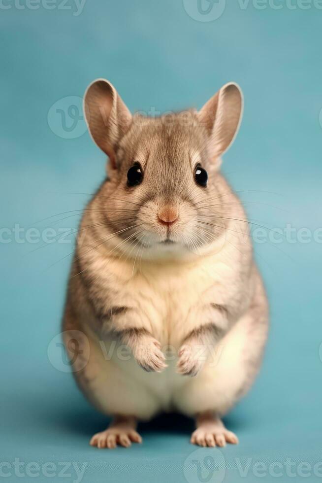 Very cute baby Chinchilla in nature wide life animals. AI Generated. photo