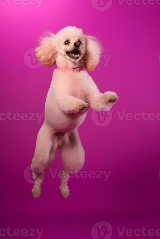 Very cute Poodle in nature, national geography, Wide life animals. AI Generated. photo