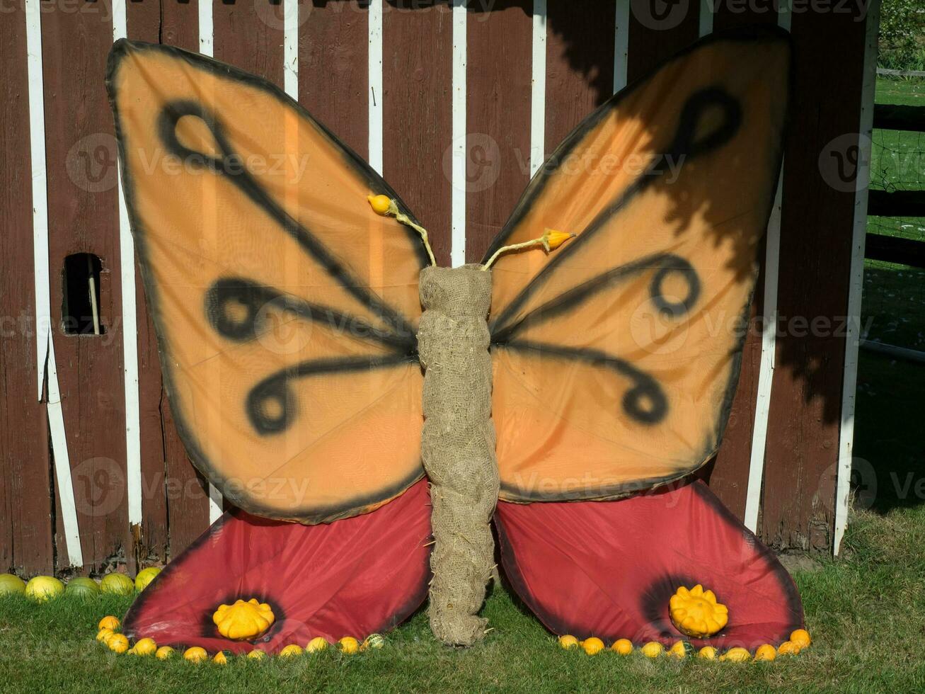 pumpkins in the garden photo