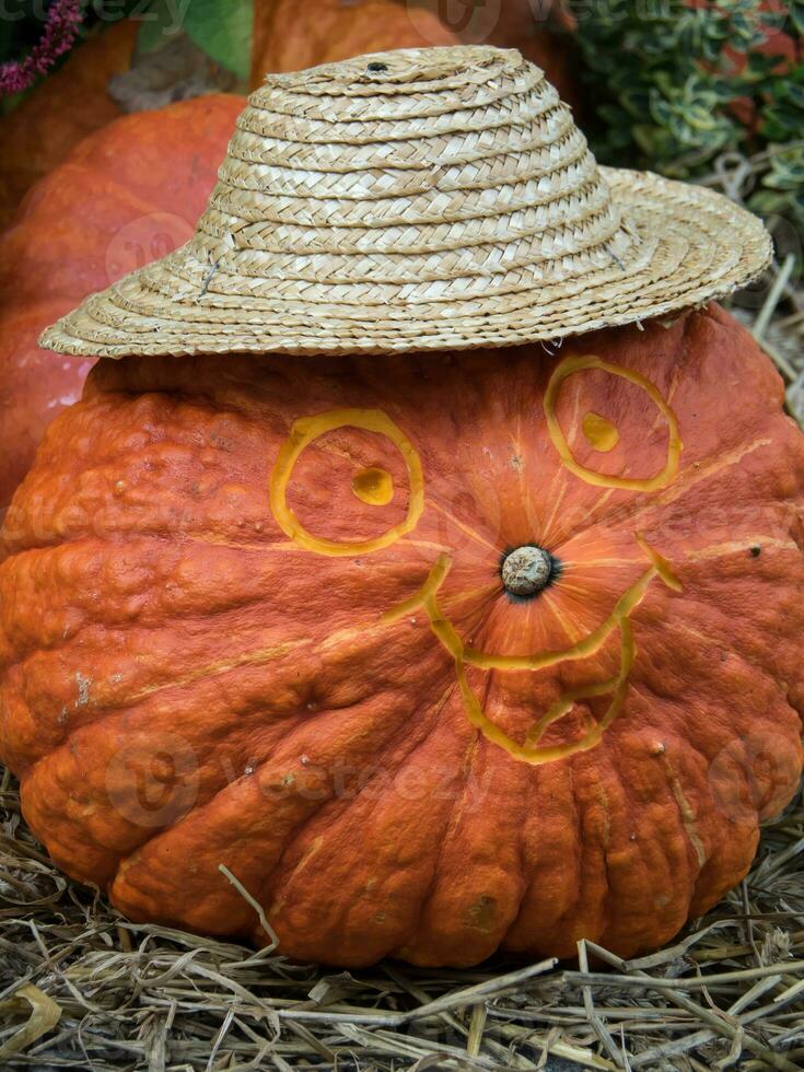 pumpkins in the garden photo