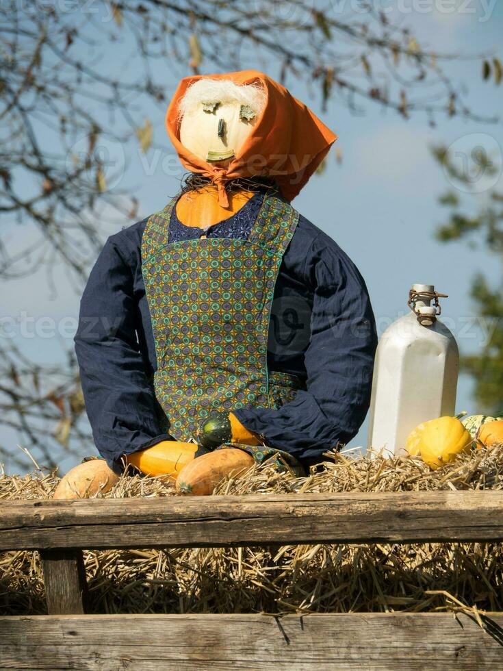 pumpkins in the garden photo